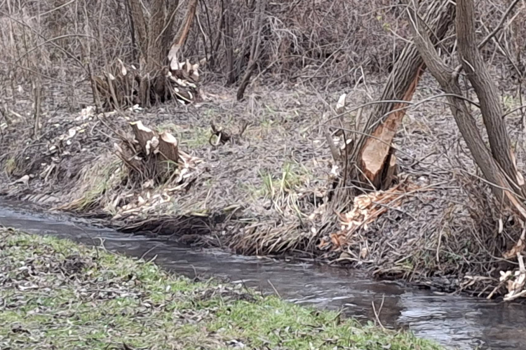 Komoly pusztítást végeznek a hódok a Tapolca partján