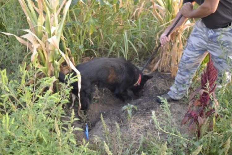 Megölte, majd elásta