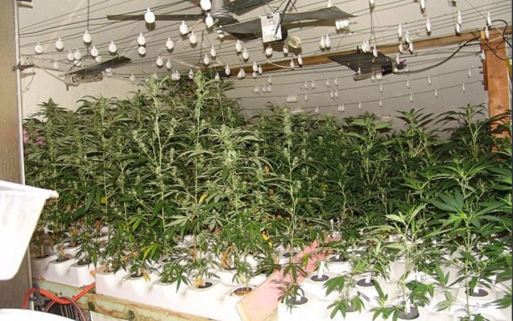 Komoly mennyiségű kannabiszt termesztett Győrszemerén