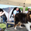 2 x CAC Nemzeti Kutyakiállítás – Pápa