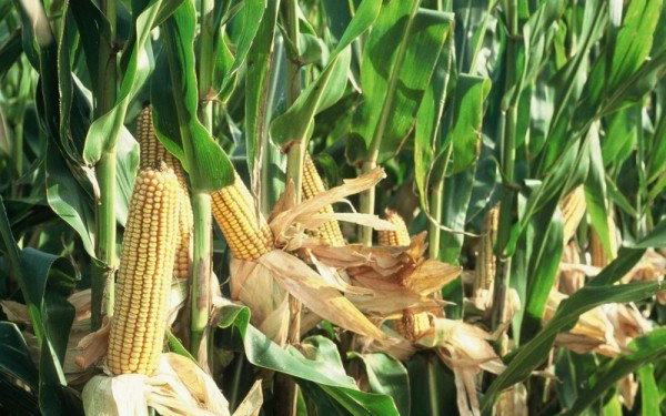 Megdézsmálta a kukoricást