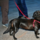 Flashmob az Állatok Világnapján - Pápa