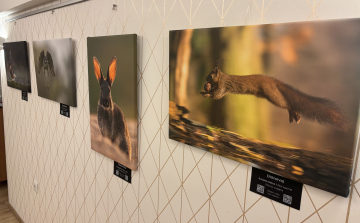 Természetfotókból nyílt tárlat a Vitafit Étteremben