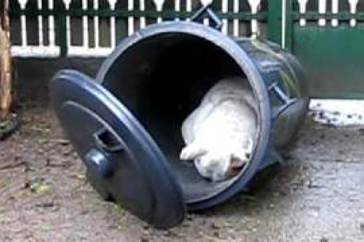 Vádemelés a garázdák ellen