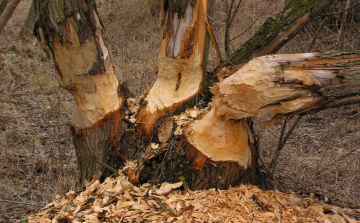 Már kilőhetik a hódokat a vadászok