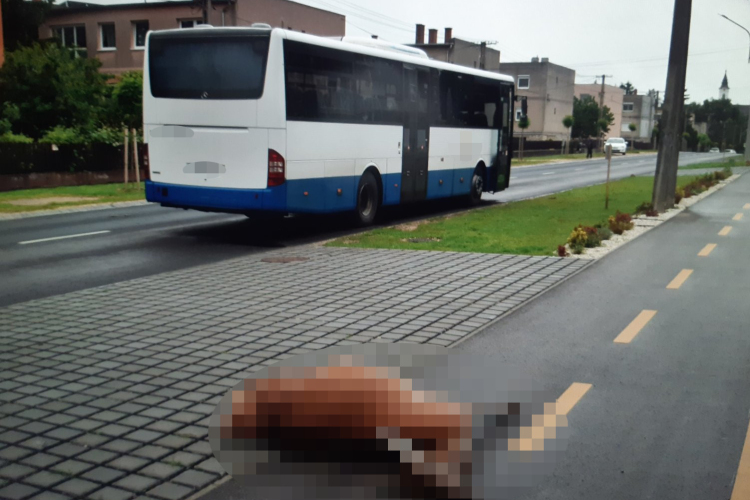 Ajka belvárosába tévedt egy szarvas, elütötte egy busz