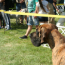 2 x CAC Nemzeti Kutyakiállítás – Pápa