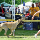 2 x CAC Nemzeti Kutyakiállítás – Pápa