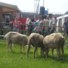 XX. Pápai Agrárexpo - Szombat