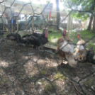 XX. Pápai Agrárexpo - Szombat