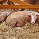 Pápai Agrárexpo - 2018 - Vasárnap