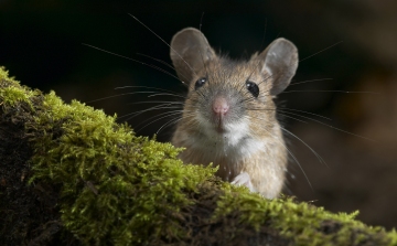 Génterápiával sikerült helyreállítani süket egerek hallását