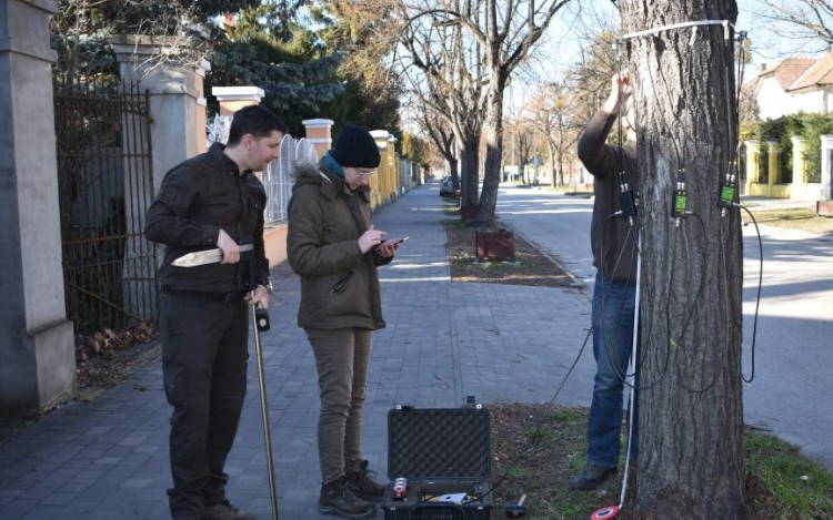 Pápai fasorok állapotát mérték fel
