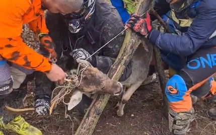 Pápai motorosok szabadítottak ki egy bajbajutott szarvast a Bakonyban