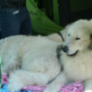 2 x CAC Nemzeti Kutyakiállítás – Pápa