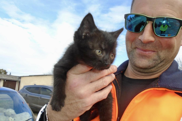 Most egy kiscicát mentett meg a pápai közutas!