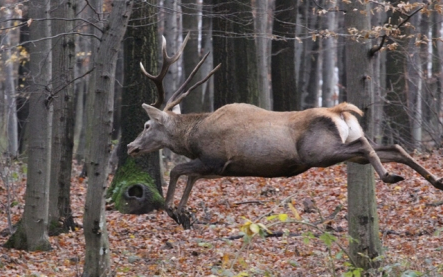 Bakonyerdő: Csak kijelölt turista utakon túrázzon