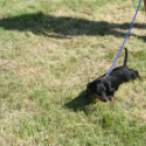 2 x CAC Nemzeti Kutyakiállítás – Pápa