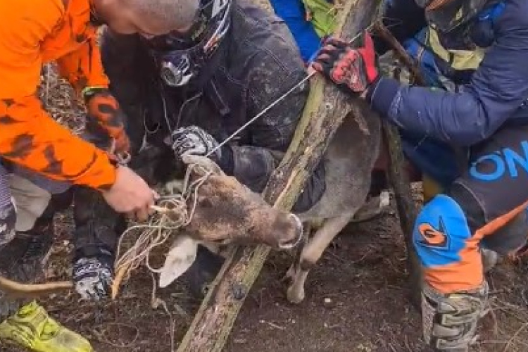 Pápai motorosok szabadítottak ki egy bajbajutott szarvast a Bakonyban