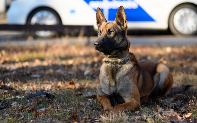 Ismét kutyakiválasztás lesz a rendőrségen 