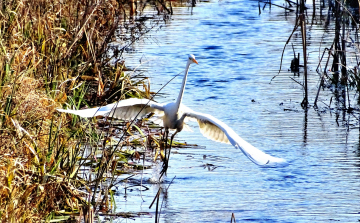 Remekül érzik magukat a védett madarak a Bakony-ér partján