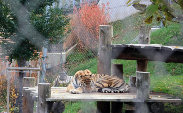 Nagymacskát fogadott örökbe a pápai légibázis