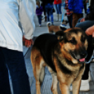 Flashmob az Állatok Világnapján - Pápa
