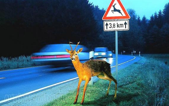 Haza akarta vinni az elütött vadat