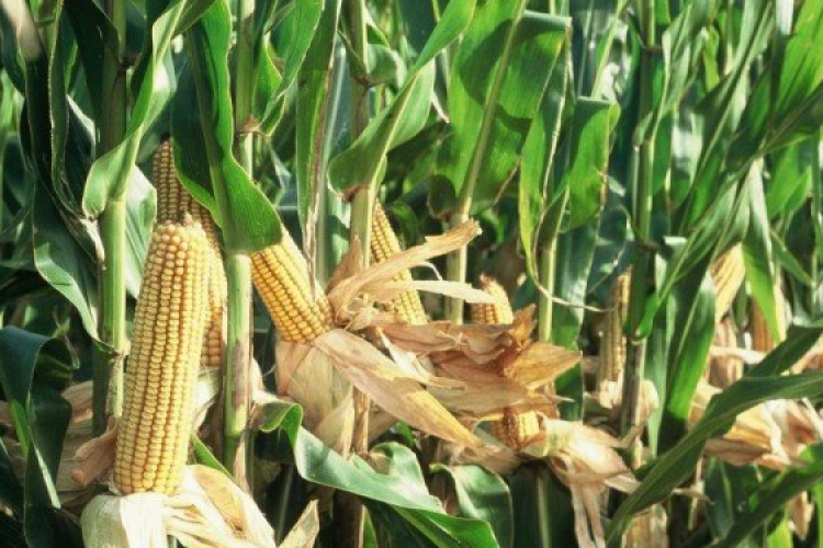 Megdézsmálta a kukoricást