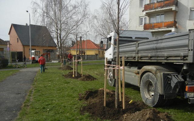 Facsemetéket ültetnek a városban