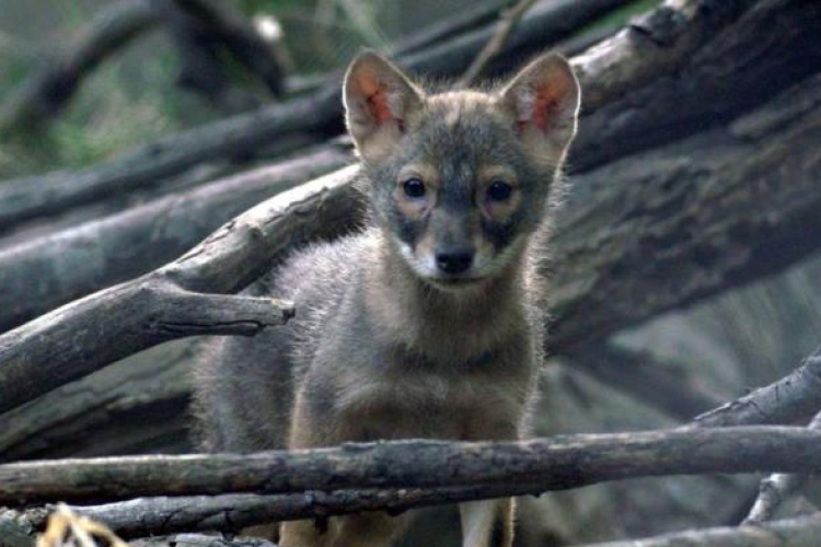Ingyenesen nézhetők díjnyertes magyar természetfilmek