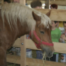 XX. Pápai Agrárexpo - Szombat