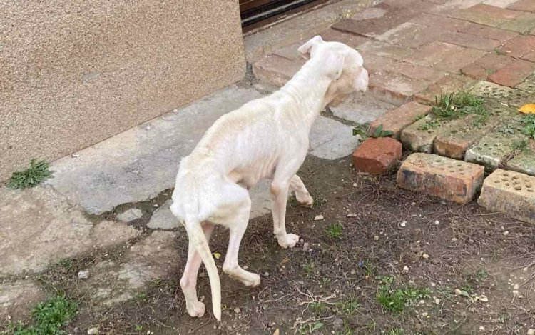 Folyamatos a nyomozás a kemeneshőgyészi csontsovány kutya ügyében