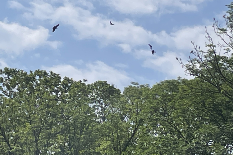 Pápán is okoznak bosszúságot a varjak, de kell-e védekezni ellenük