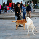Flashmob az Állatok Világnapján - Pápa
