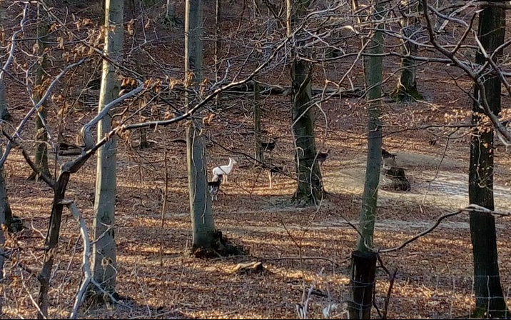 Albínó őzet fotóztak a Bakonyban