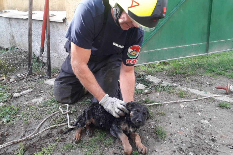 Kútba esett kutyust mentettek meg a tűzoltók Borsosgyőrön