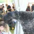 2 x CAC Nemzeti Kutyakiállítás – Pápa