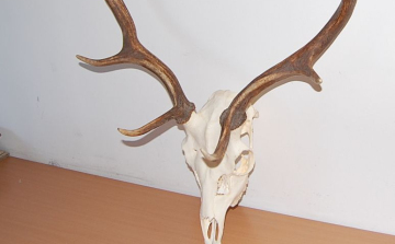 Előkerültek a trófeák a házkutatásnál