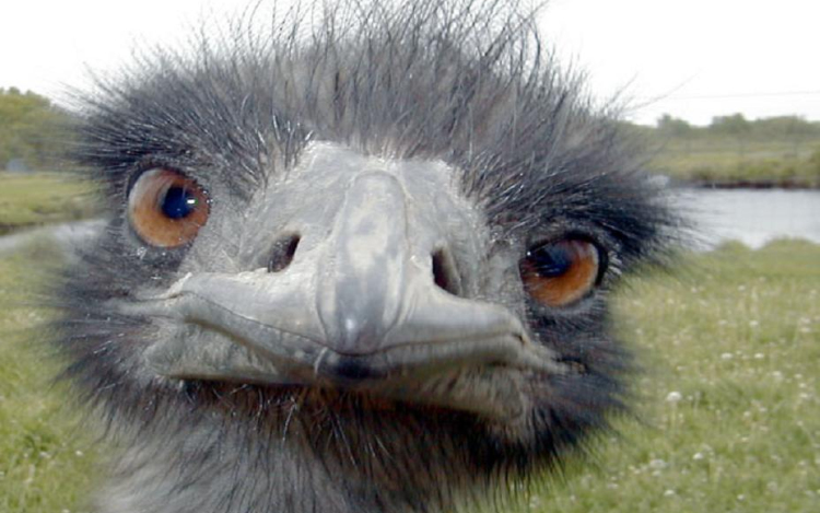 Nem tréfa! Emu szaladgált Pápa belvárosa felé