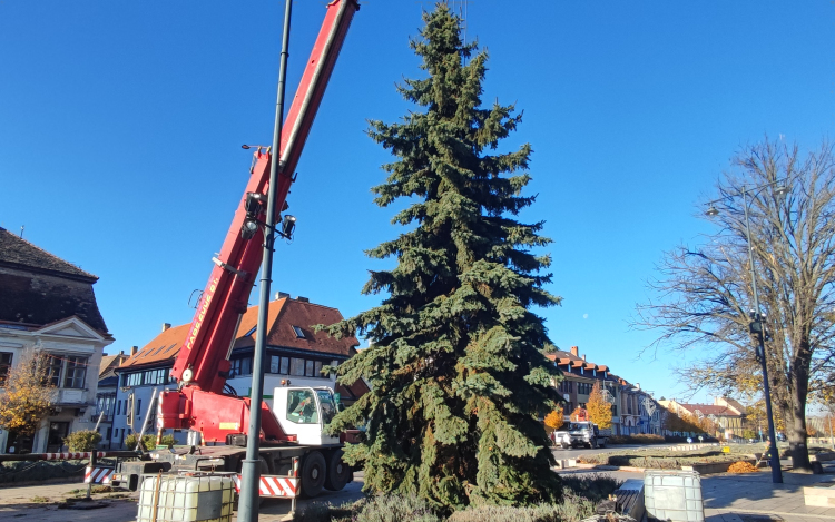 Már áll a város karácsonyfája a Fő téren 
