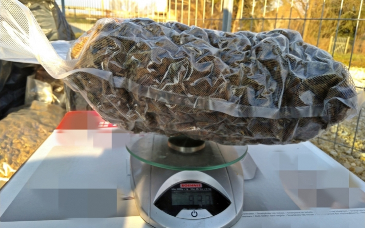 Kannabisz volt a Pápán lefoglalt kábítószergyanús anyag