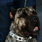 Flashmob az Állatok Világnapján - Pápa