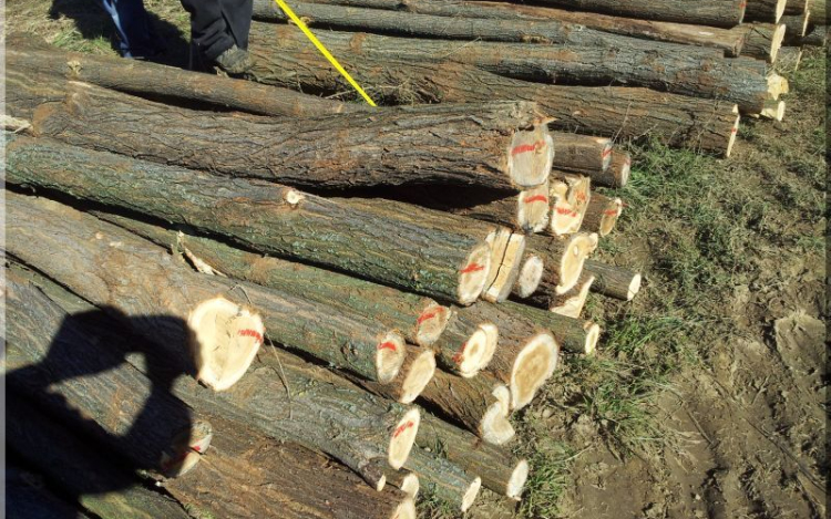 Munkaadóit lopta meg