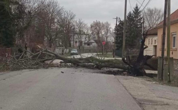 Az úttestre dőlt egy fa a Göncöl utcában