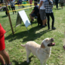 2 x CAC Nemzeti Kutyakiállítás – Pápa