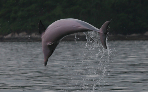Édesvízi delfineket telepítenek a Külső-várkerti tóba