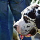 2 x CAC Nemzeti Kutyakiállítás – Pápa