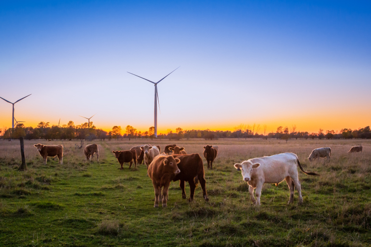 3 alapvető tipp, amit minden állattenyésztőnek tudnia kell