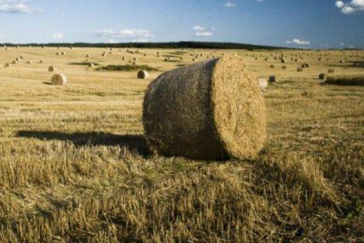 83 darab körbálát loptak el